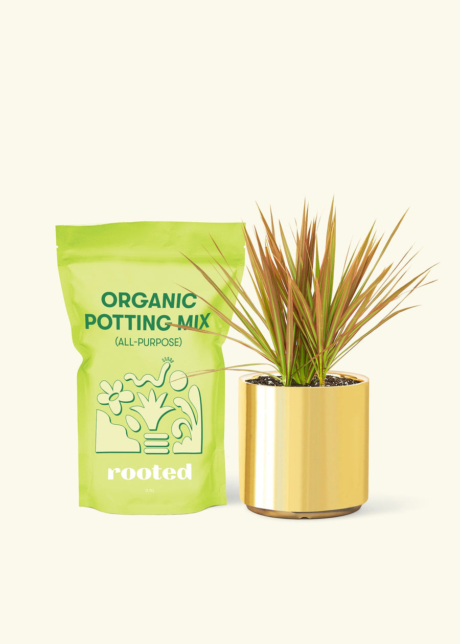 Small Bicolor Dragon Tree in a gold cylinder pot and a bag of soil.