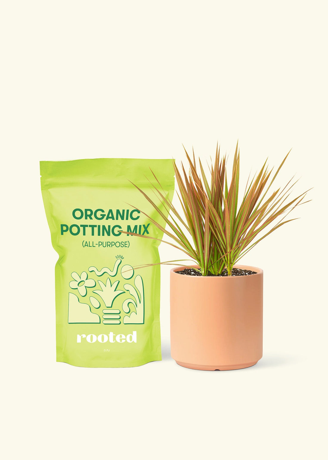 Small Bicolor Dragon Tree in a peach cylinder pot and a bag of soil.