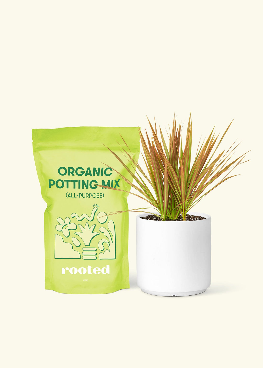 Small Bicolor Dragon Tree in a white cylinder pot and a bag of soil.