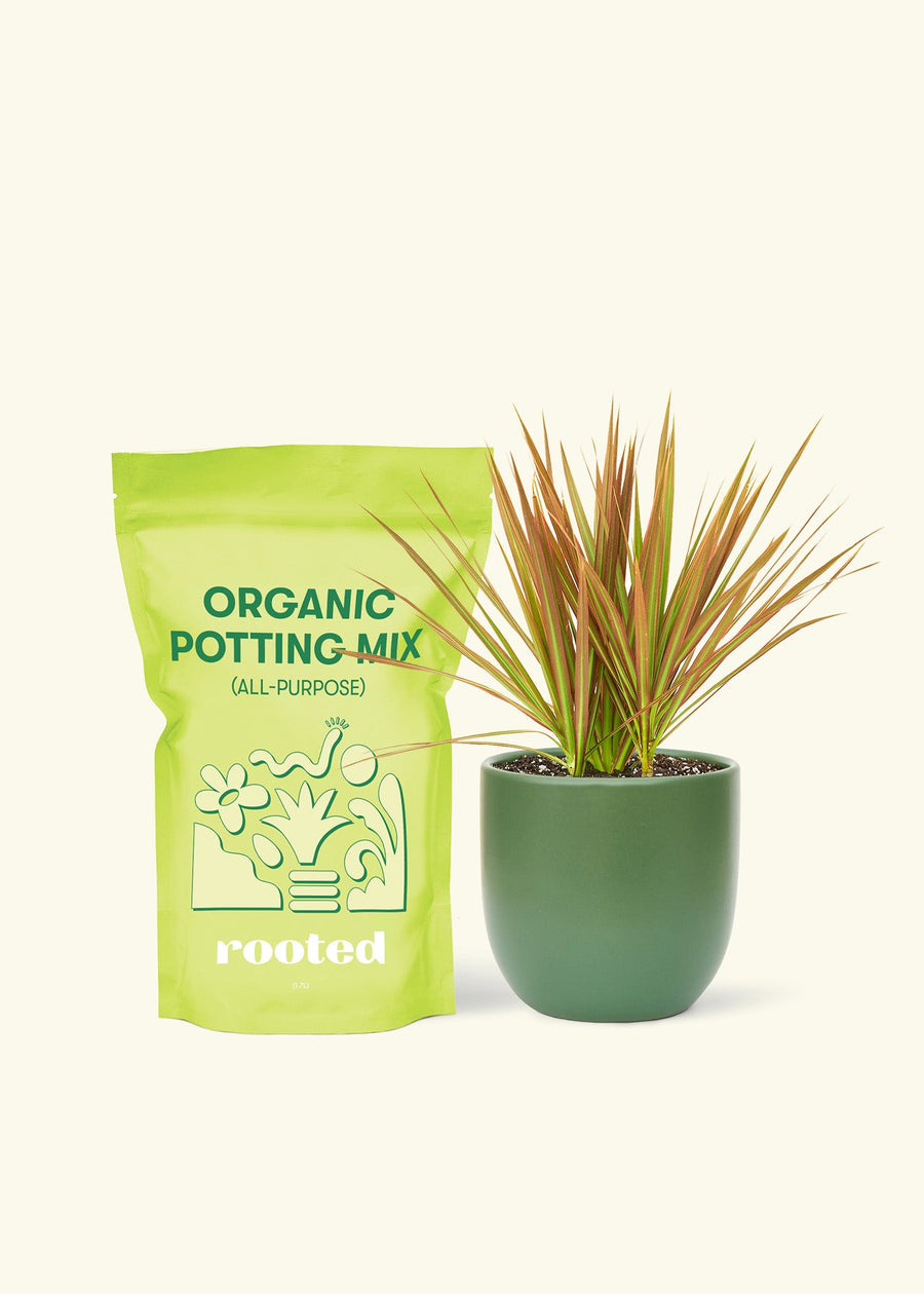 Small Bicolor Dragon Tree in a green round pot and a bag of soil.