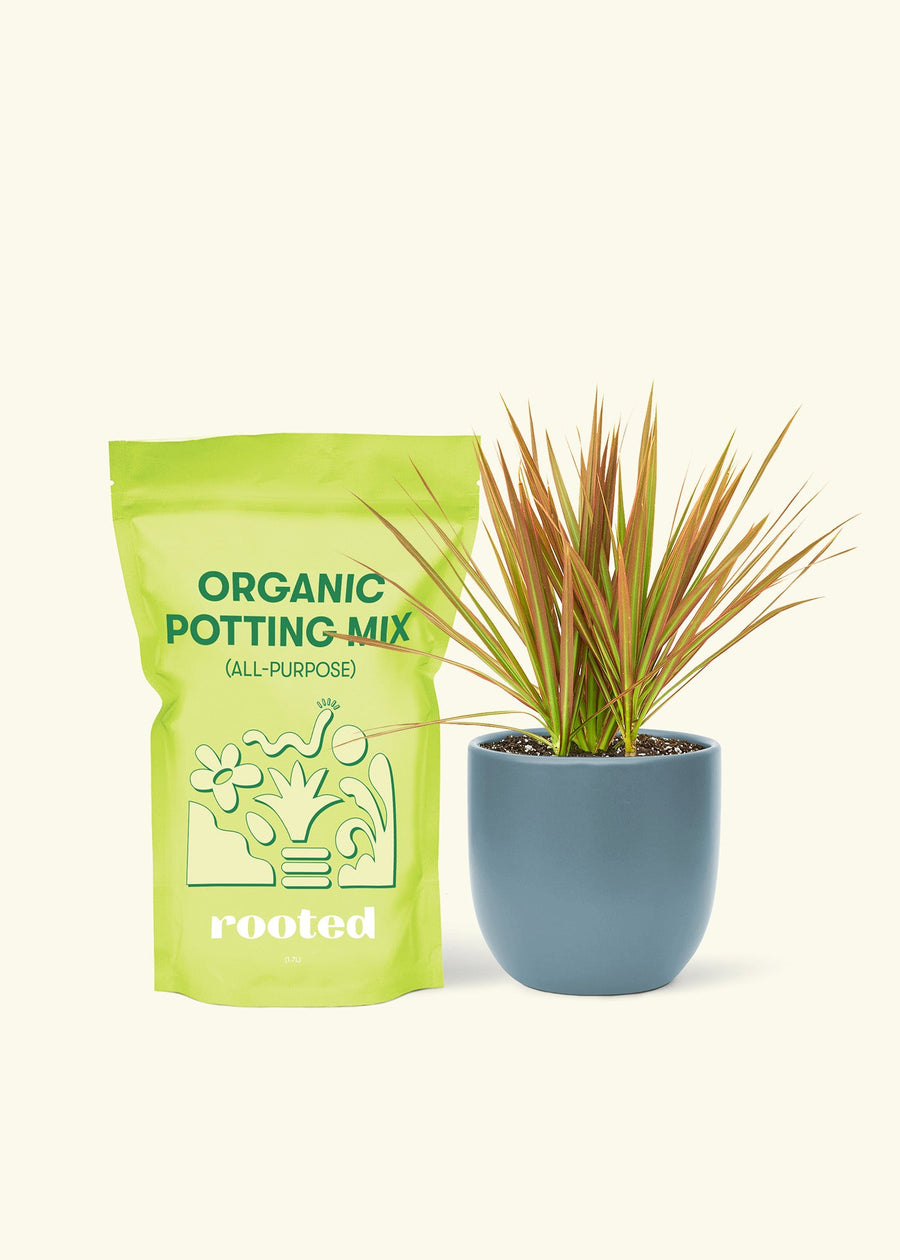 Small Bicolor Dragon Tree in a indigo round pot and a bag of soil.