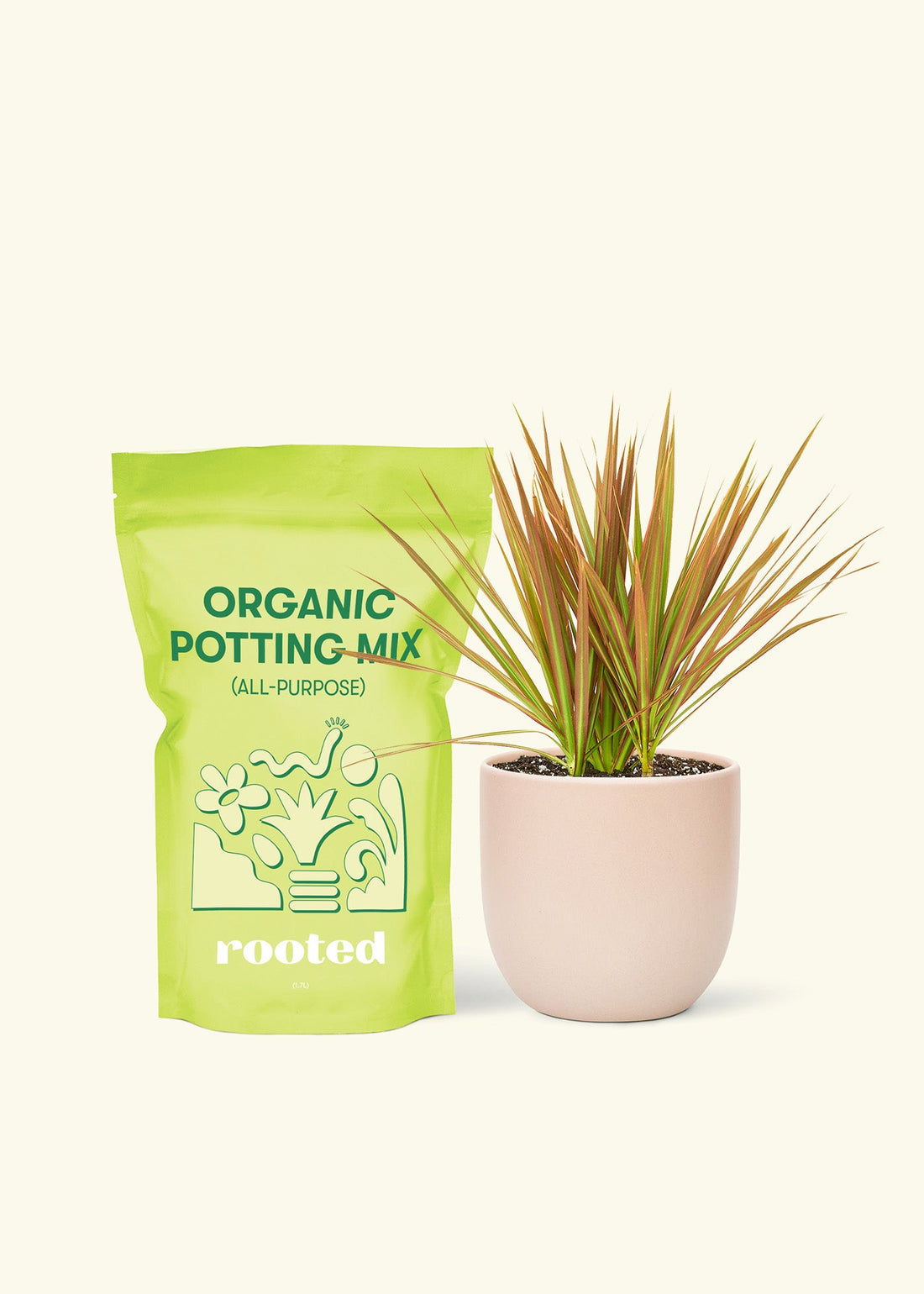 Small Bicolor Dragon Tree in a pink round pot and a bag of soil.
