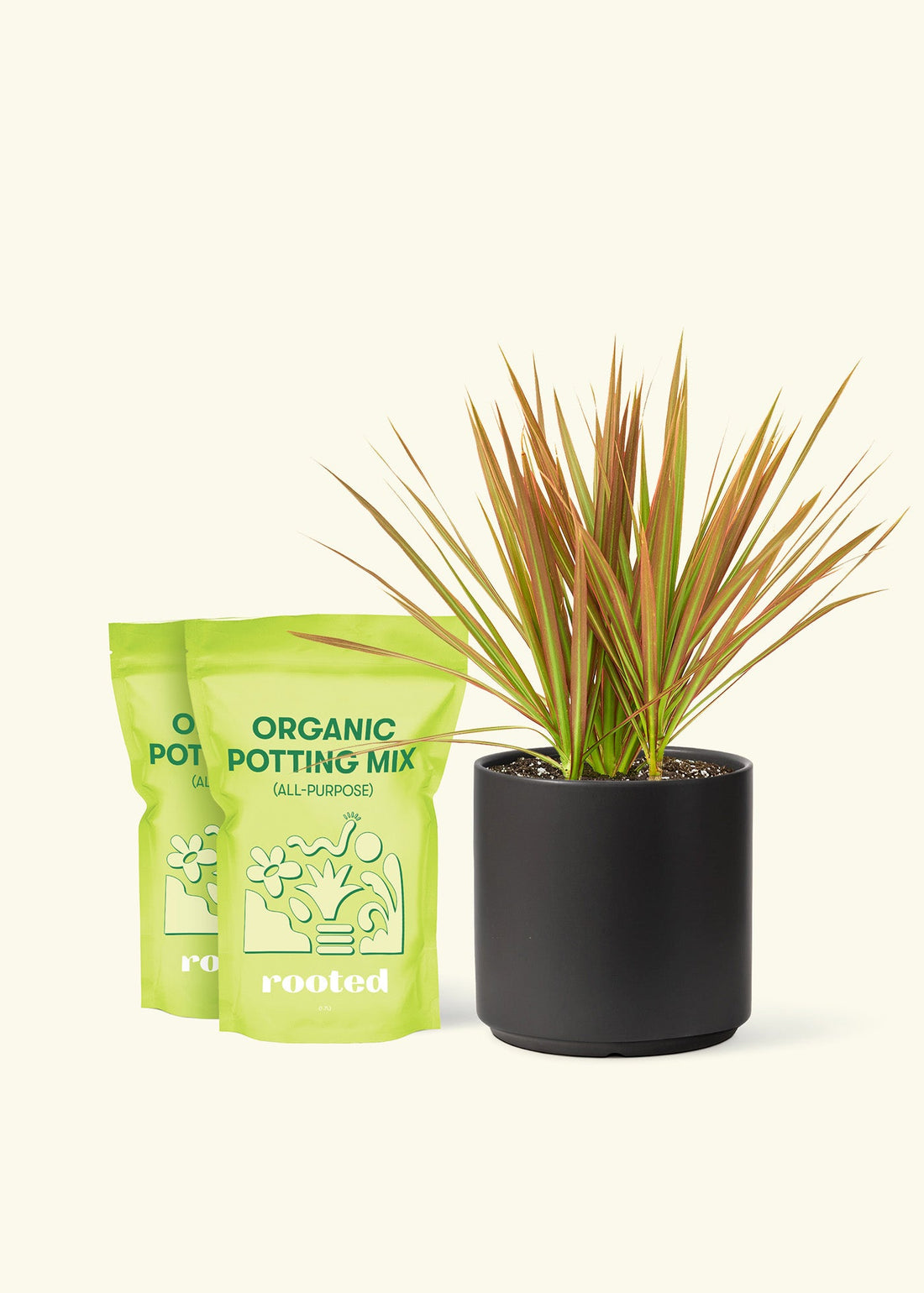 Medium Bicolor Dragon Tree in a black cylinder pot and 2 bags of soil.