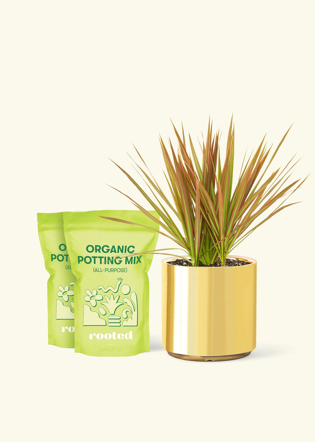 Medium Bicolor Dragon Tree in a gold cylinder pot and 2 bags of soil.
