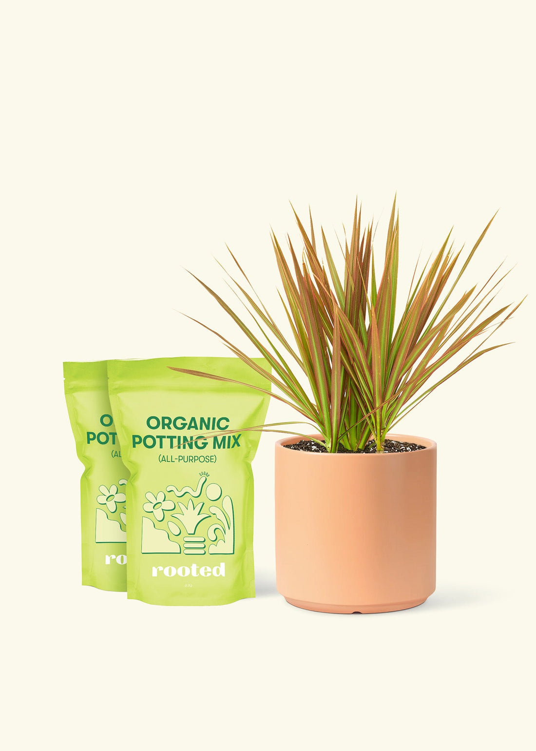 Medium Bicolor Dragon Tree in a peach cylinder pot and 2 bags of soil.