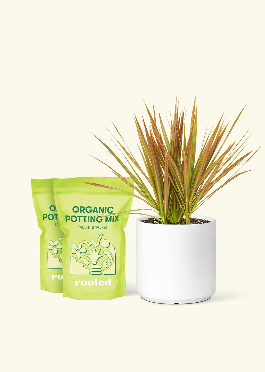 Medium Bicolor Dragon Tree in a white cylinder pot and 2 bags of soil.