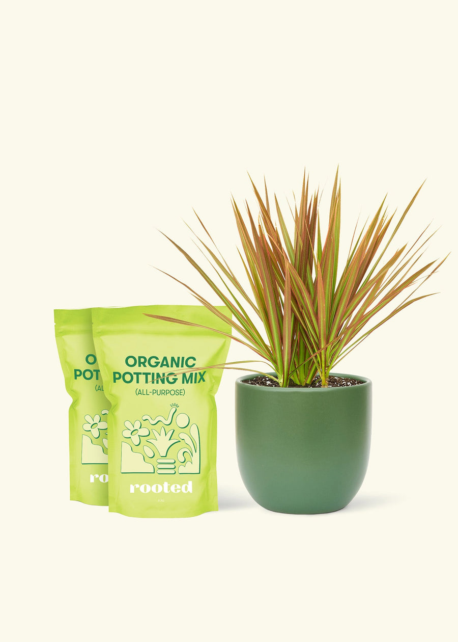 Medium Bicolor Dragon Tree in a green rounded pot and 2 bags of soil.