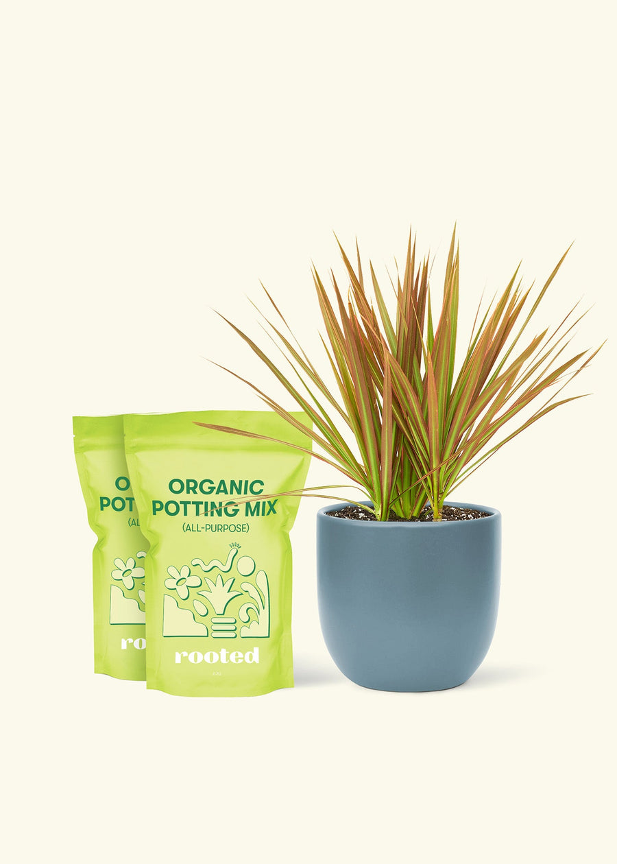 Medium Bicolor Dragon Tree in a indigo rounded pot and 2 bags of soil.