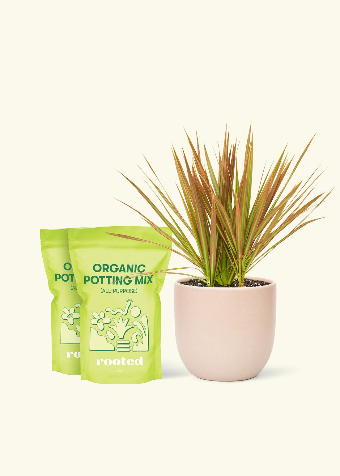 Medium Bicolor Dragon Tree in a pink rounded pot and 2 bags of soil.