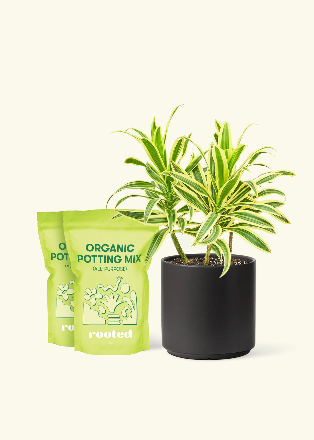 Medium Dracaena &