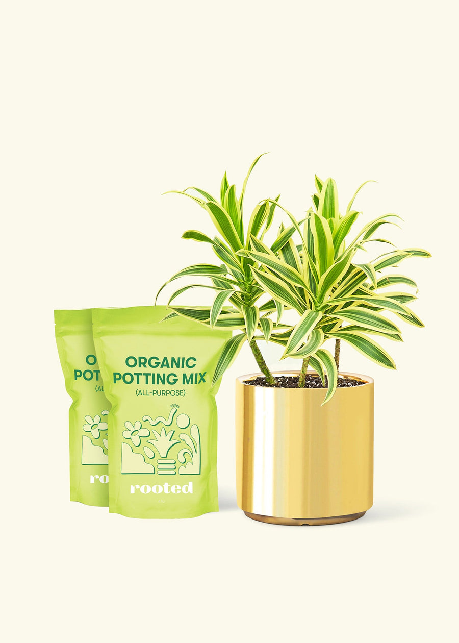 Medium Dracaena 'Song of India' (Dracaena reflexa) in a gold cylinder pot and two bags of soil.