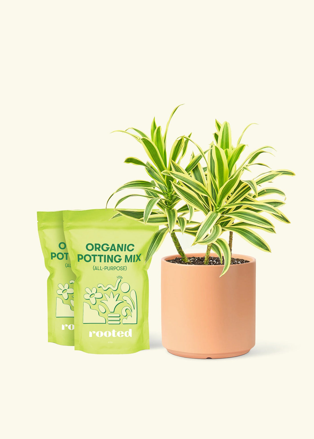 Medium Dracaena &