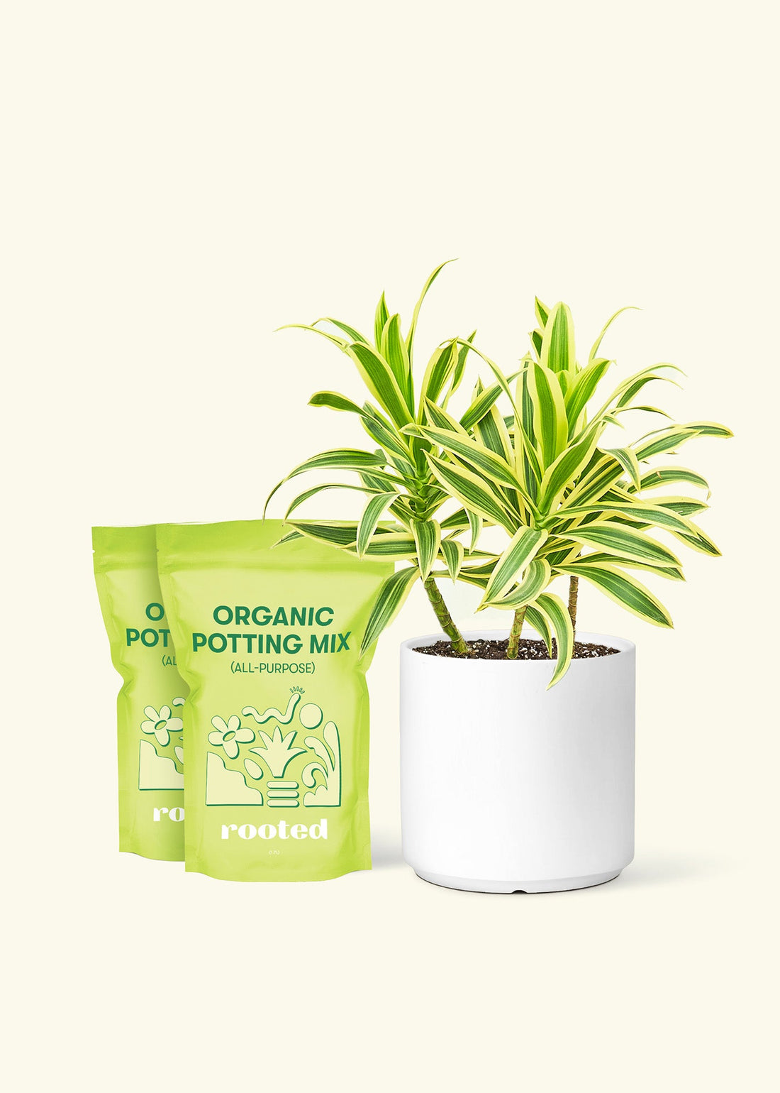 Medium Dracaena &