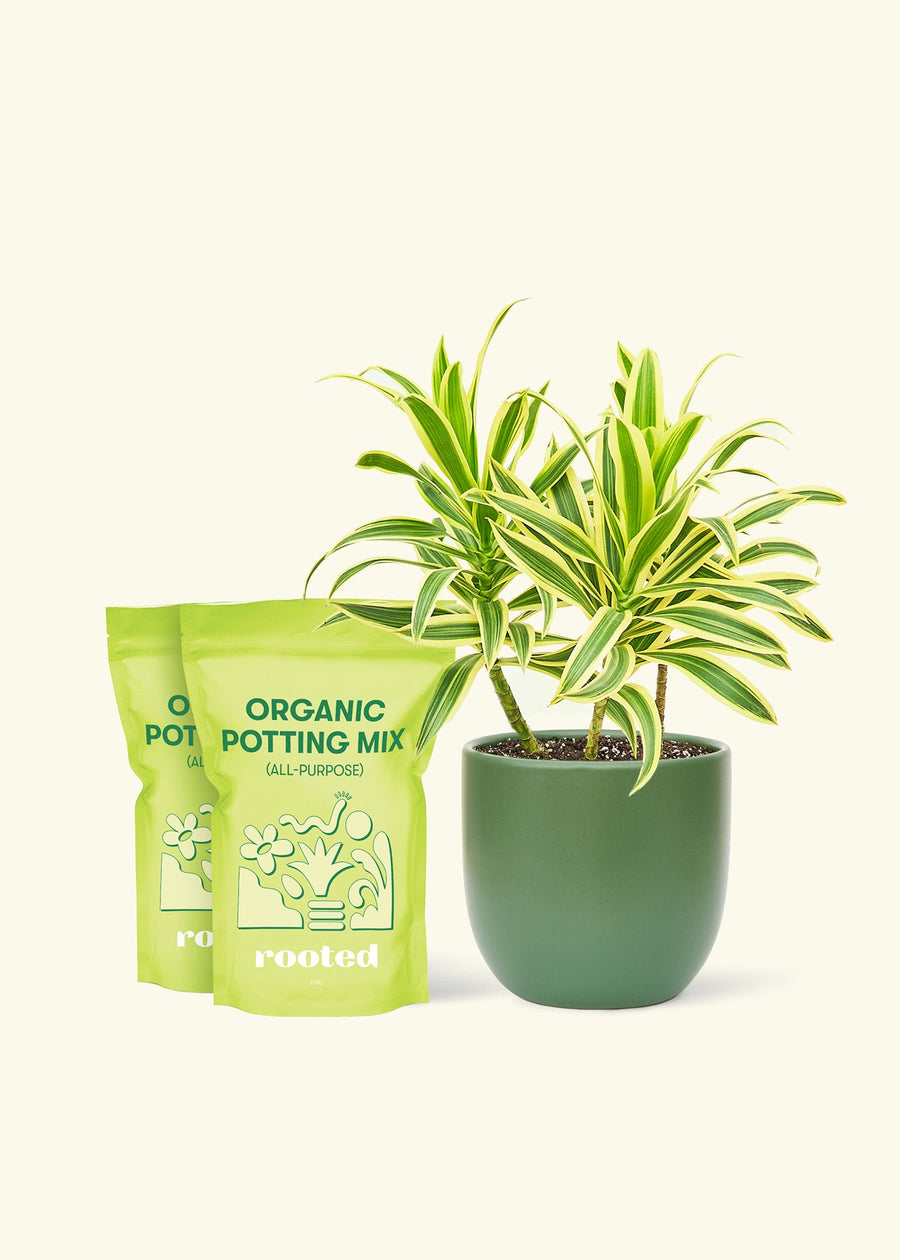 Medium Dracaena 'Song of India' (Dracaena reflexa) in a green rounded pot and two bags of soil.