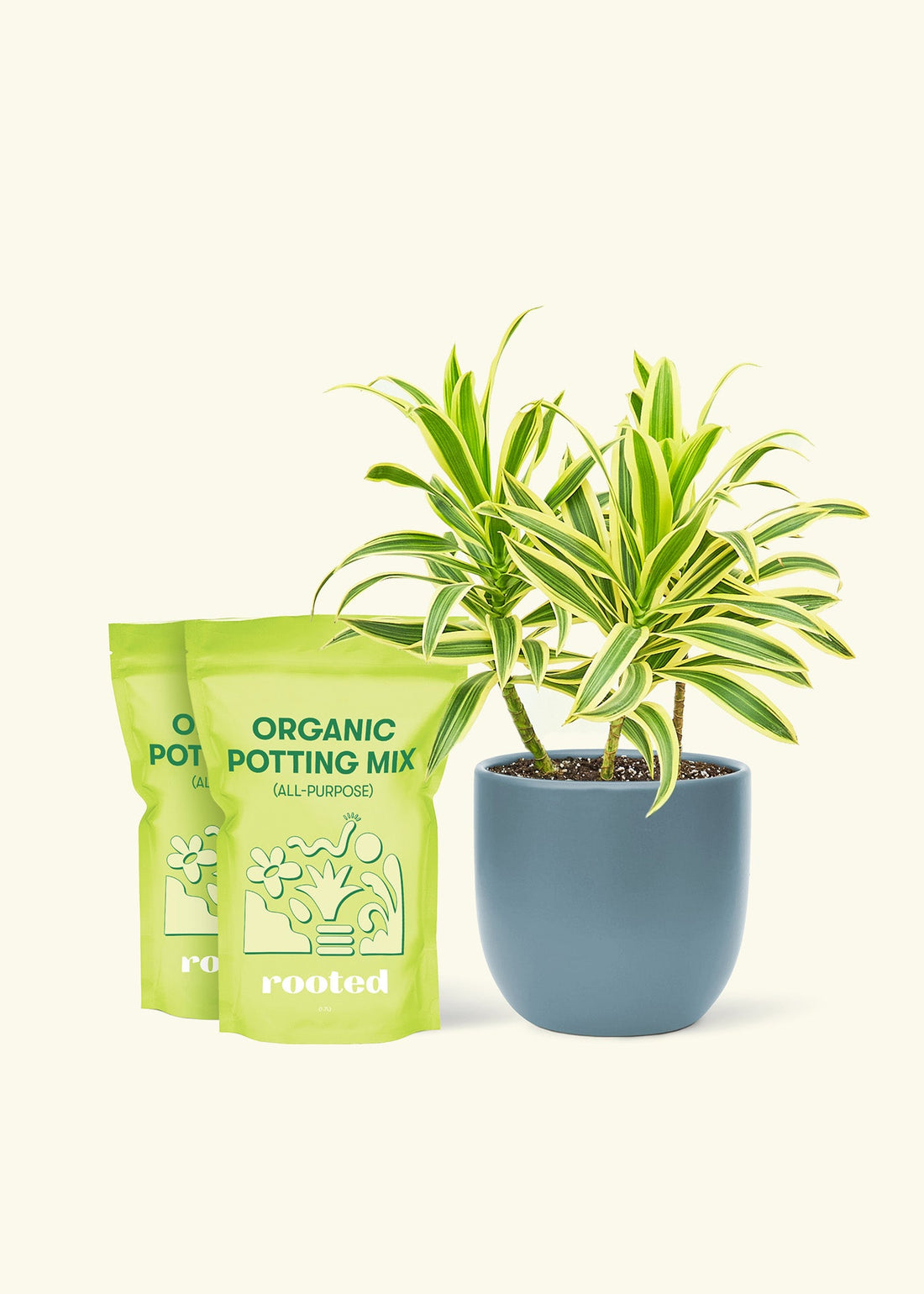 Medium Dracaena &