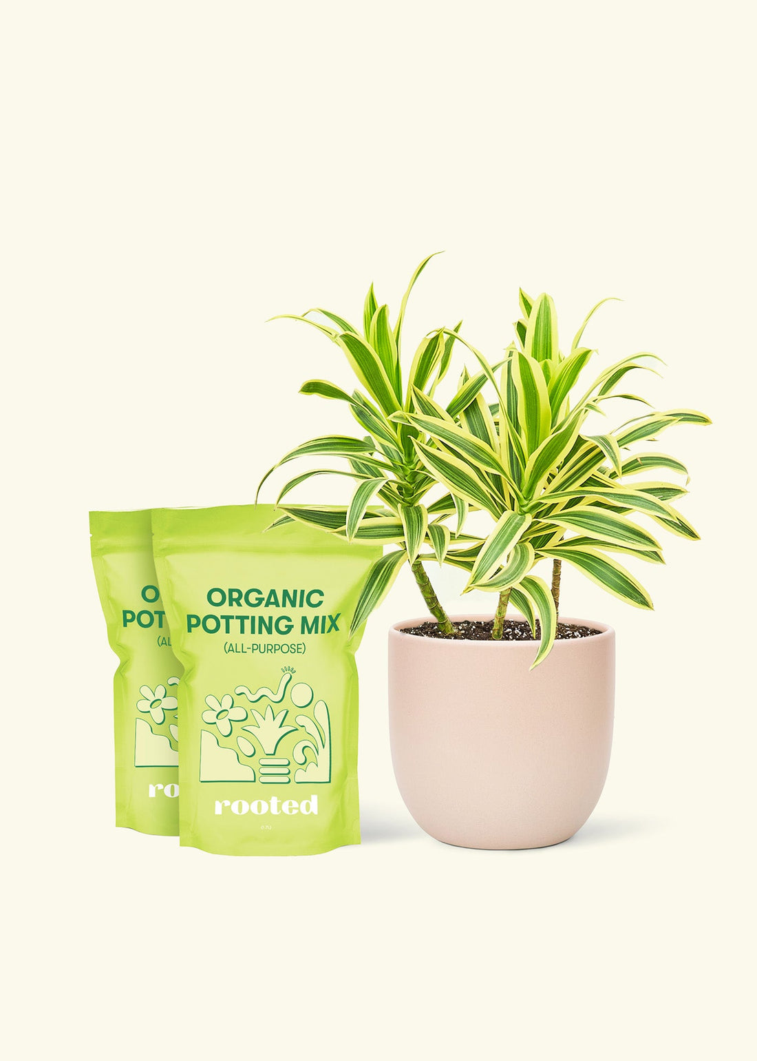 Medium Dracaena &