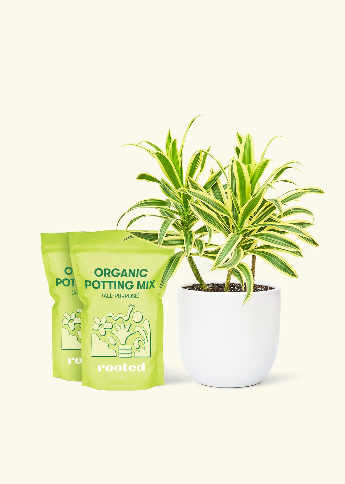 Medium Dracaena &