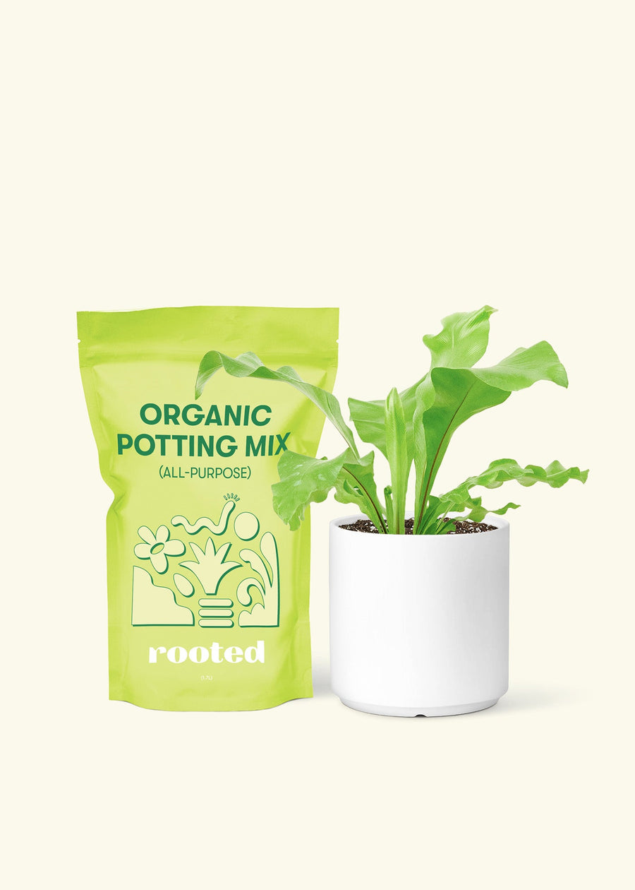 Bird's Nest Fern, Small