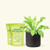 Medium Bird's Nest Fern (Asplenium nidus) in a black cylinder pot and two bags of soil.