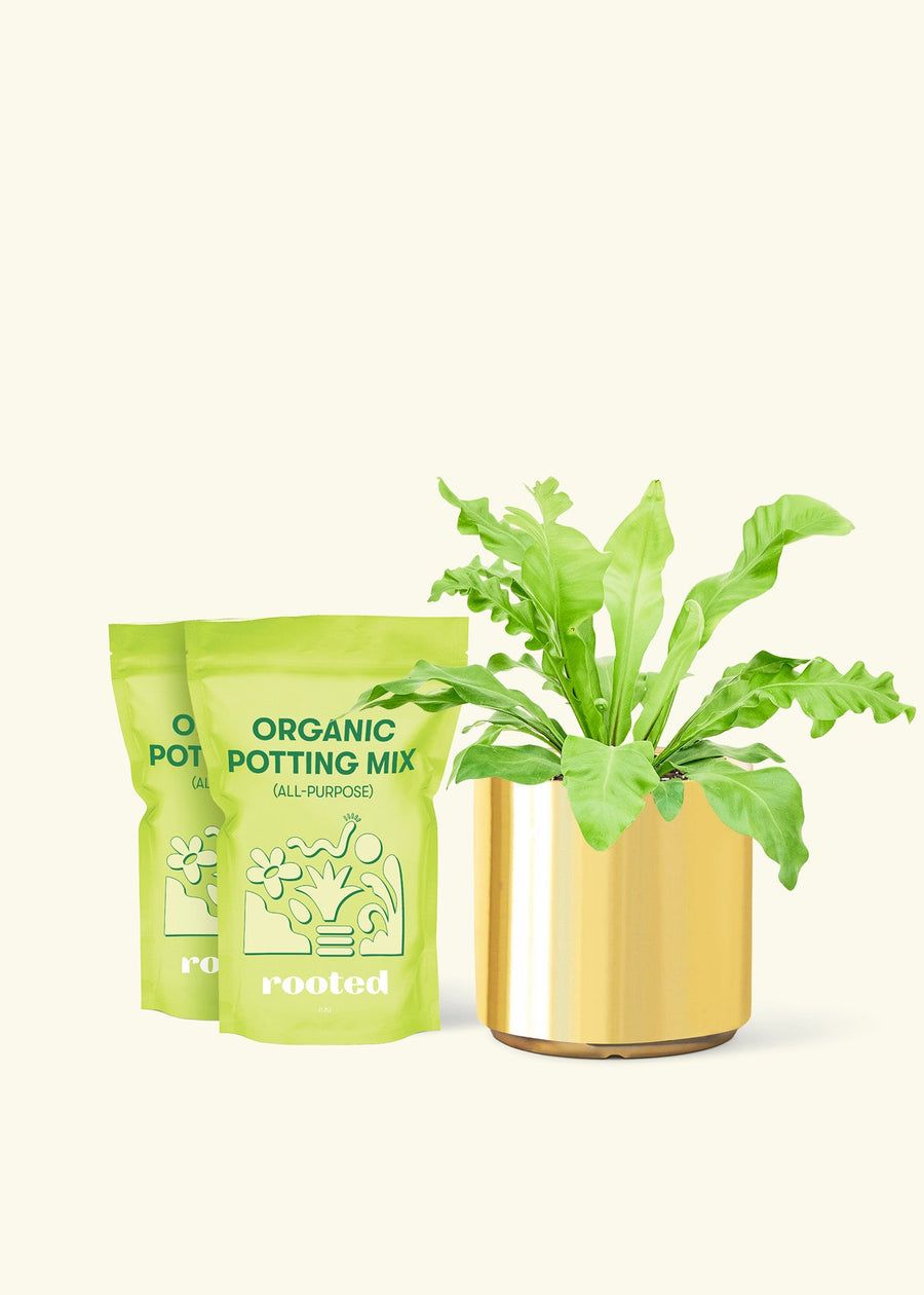 Medium Bird's Nest Fern (Asplenium nidus) in a gold cylinder pot and two bags of soil.