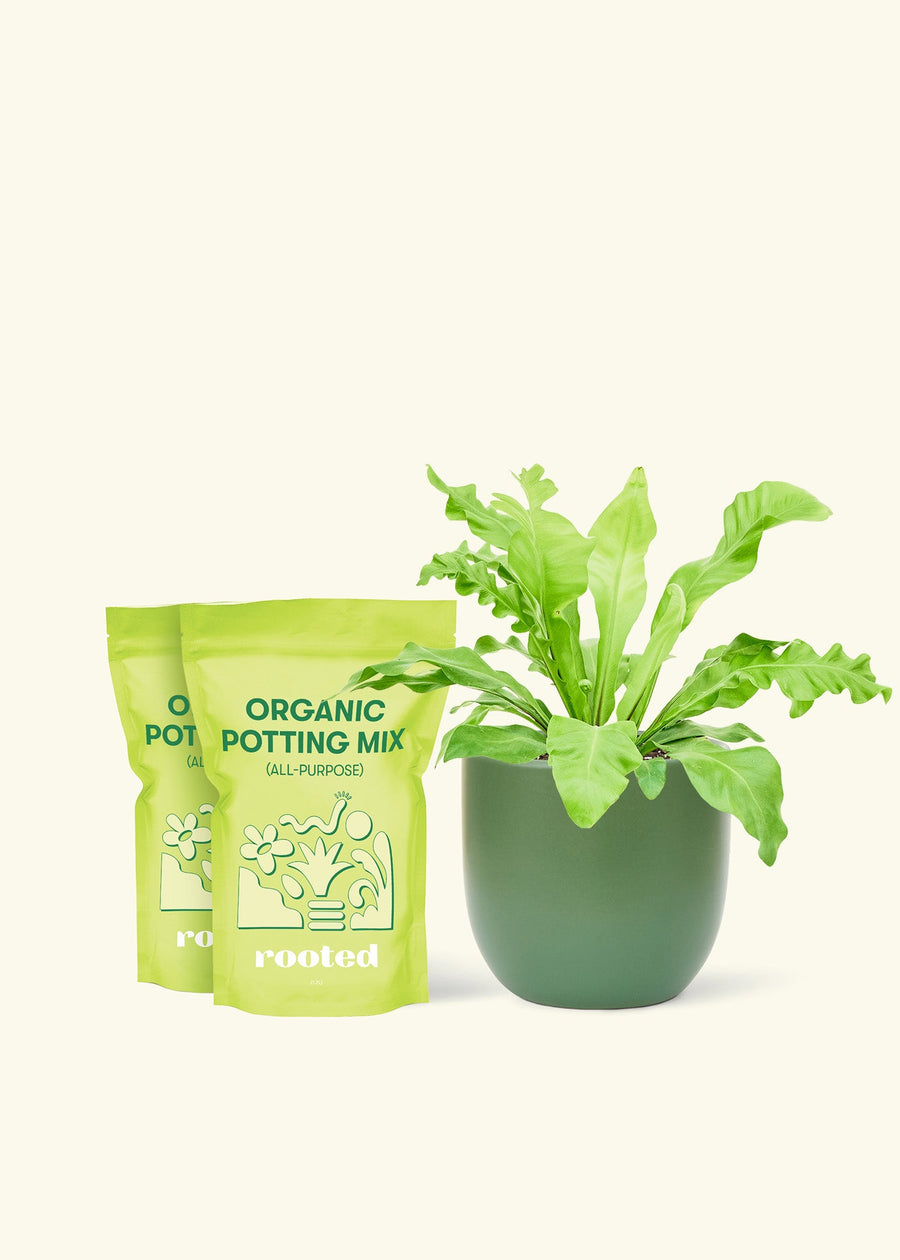 Medium Bird's Nest Fern (Asplenium nidus) in a green rounded pot and two bags of soil.