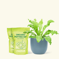 Medium Bird's Nest Fern (Asplenium nidus) in a indigo rounded pot and two bags of soil.