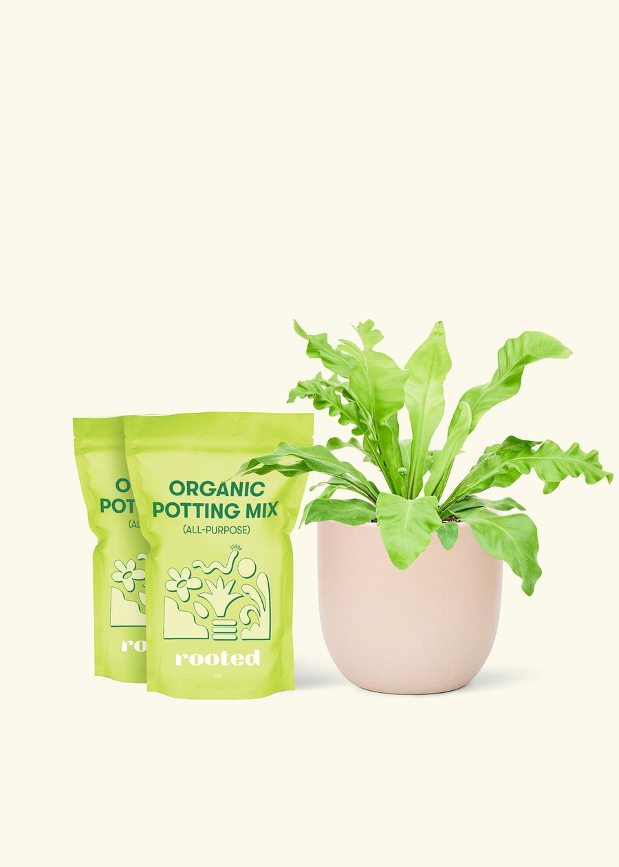 Medium Bird's Nest Fern (Asplenium nidus) in a pink rounded pot and two bags of soil.