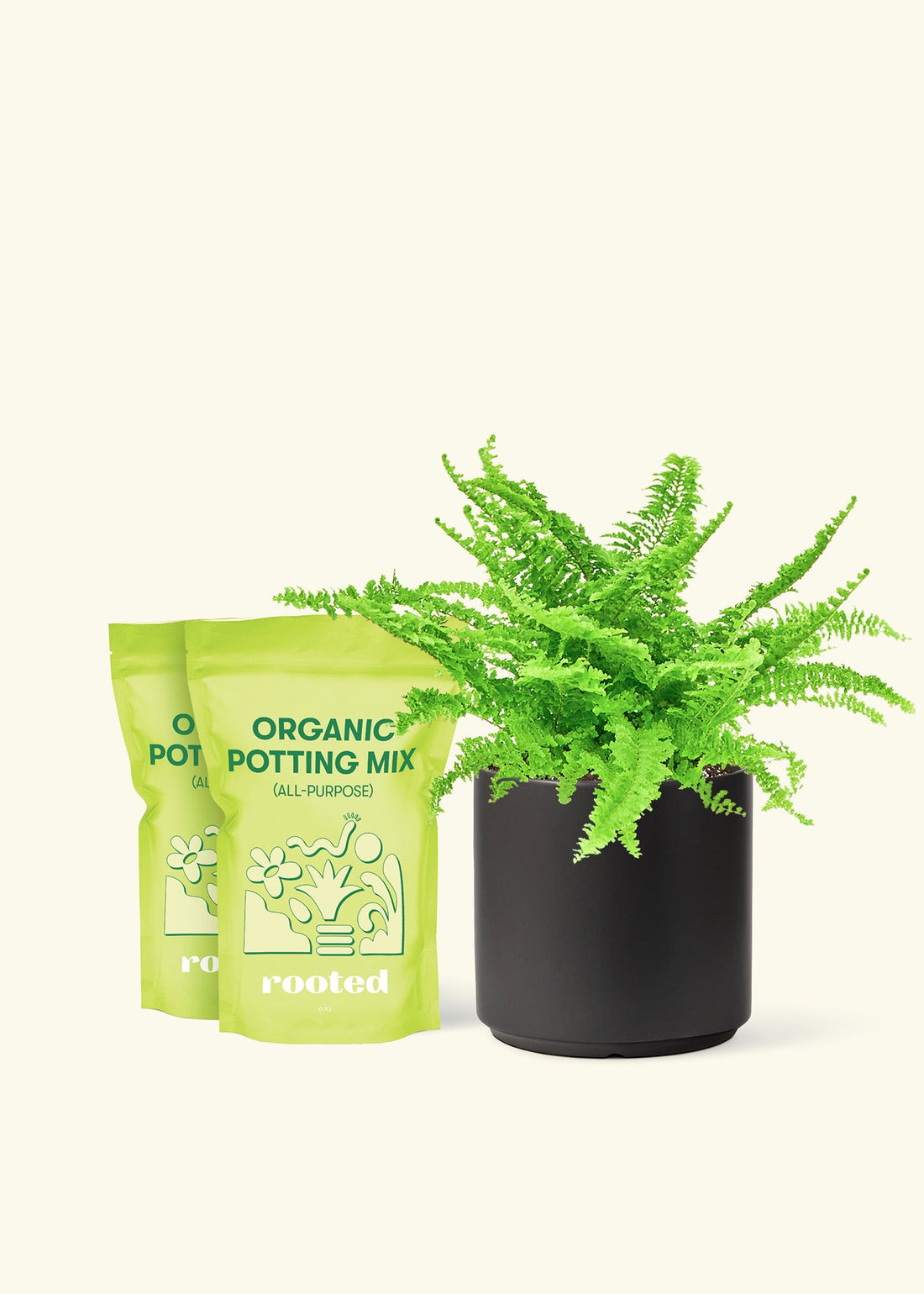 Medium Boston Fern (Nephrolepis exaltata bostoniensis) in a black cylinder pot and two bag of soil.