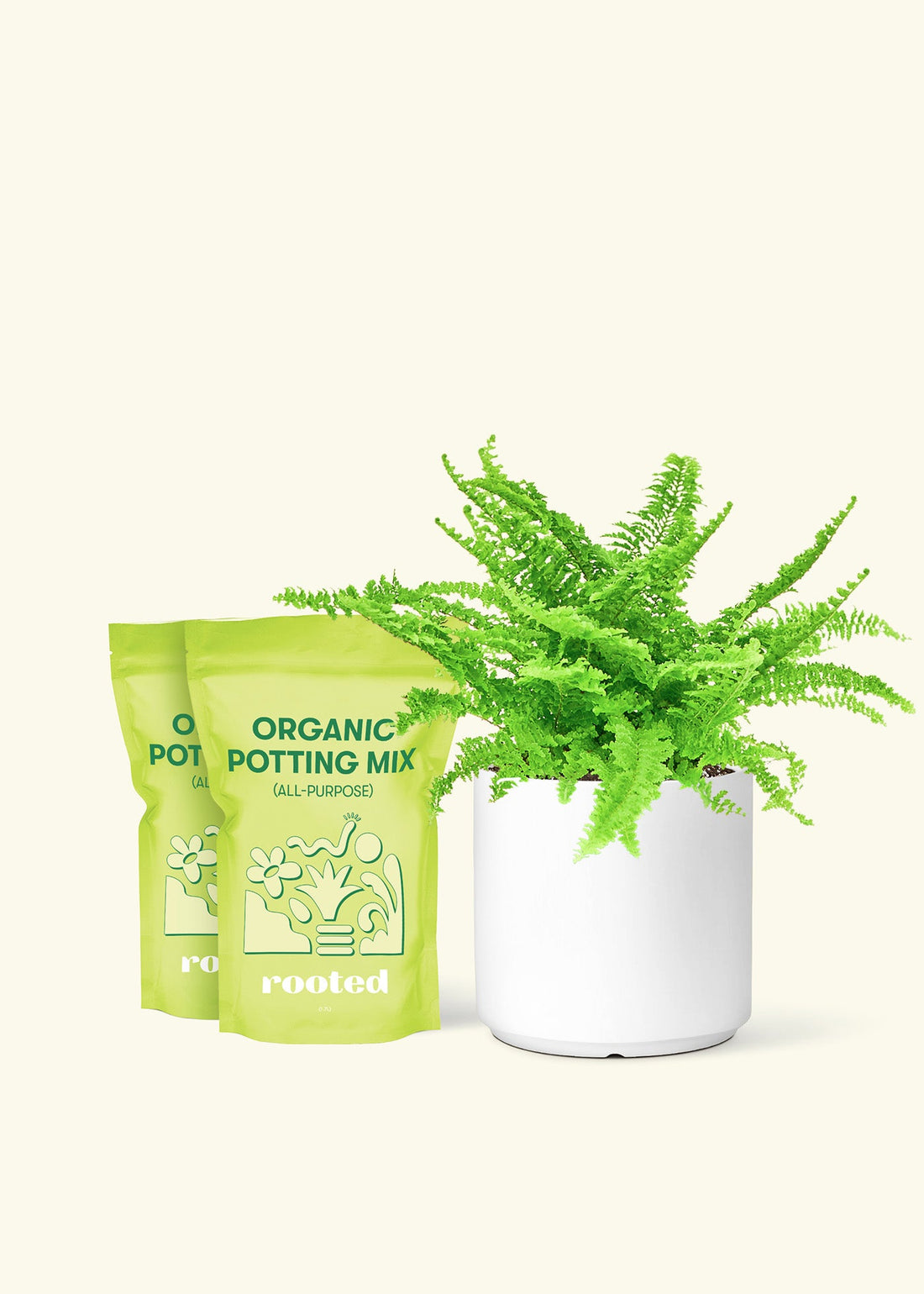 Medium Boston Fern (Nephrolepis exaltata bostoniensis) in a white cylinder pot and two bag of soil.