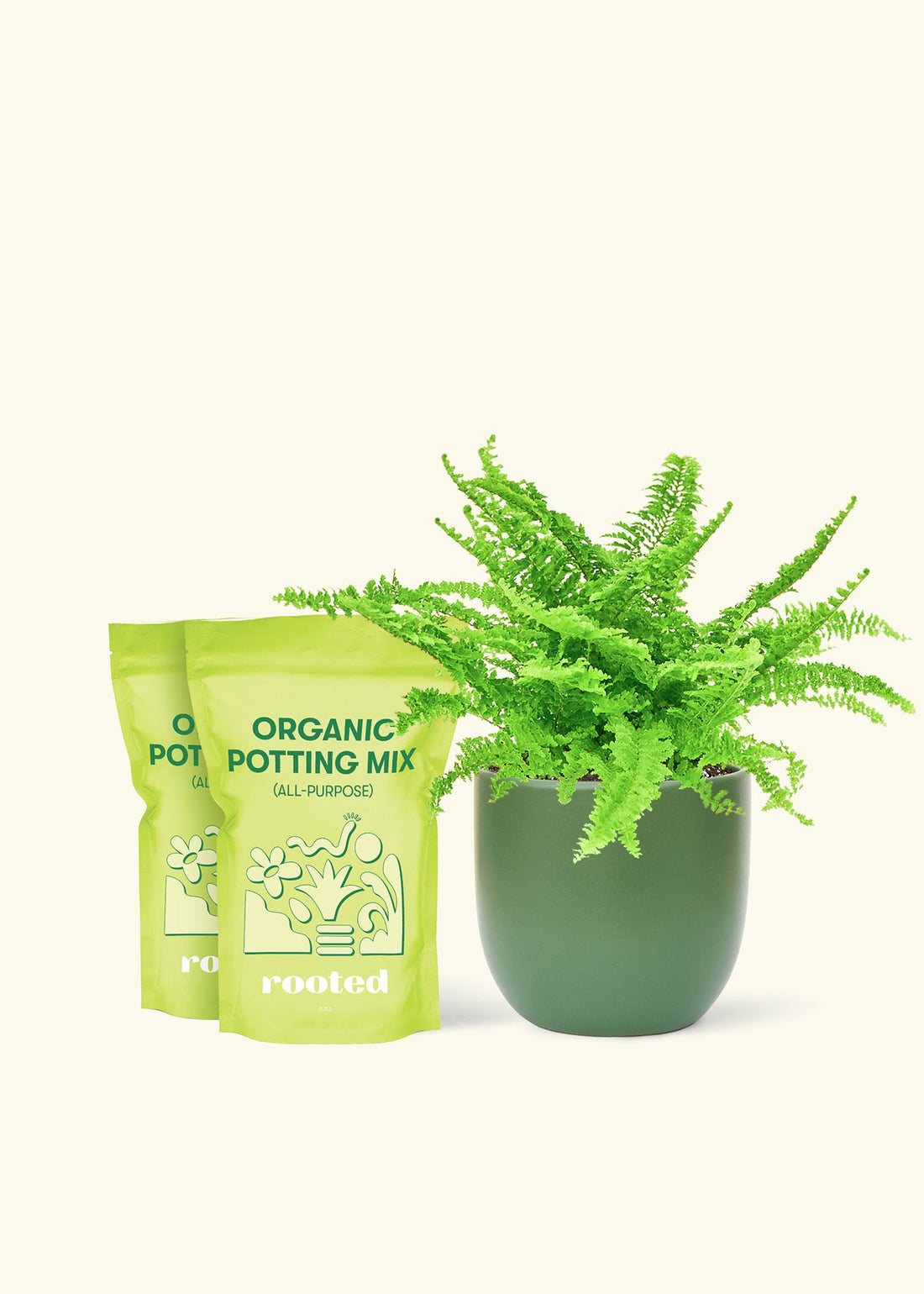 Medium Boston Fern (Nephrolepis exaltata bostoniensis) in a green rounded pot and two bag of soil.