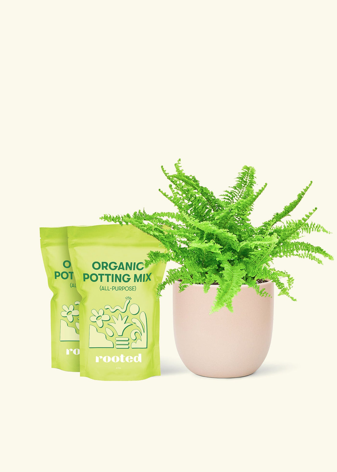 Medium Boston Fern (Nephrolepis exaltata bostoniensis) in a pink rounded pot and two bag of soil.