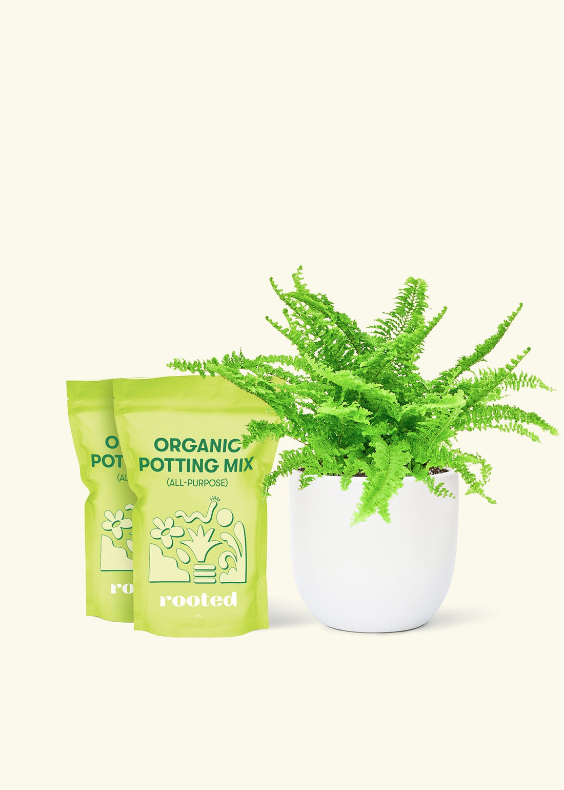 Medium Boston Fern (Nephrolepis exaltata bostoniensis) in a white rounded pot and two bag of soil.