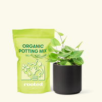 Small Heart Leaf Fern (Hemionitis arifolia) in a black cylinder pot and a bag of soil.