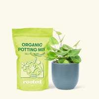 Small Heart Leaf Fern (Hemionitis arifolia) in a indigo round pot and a bag of soil.