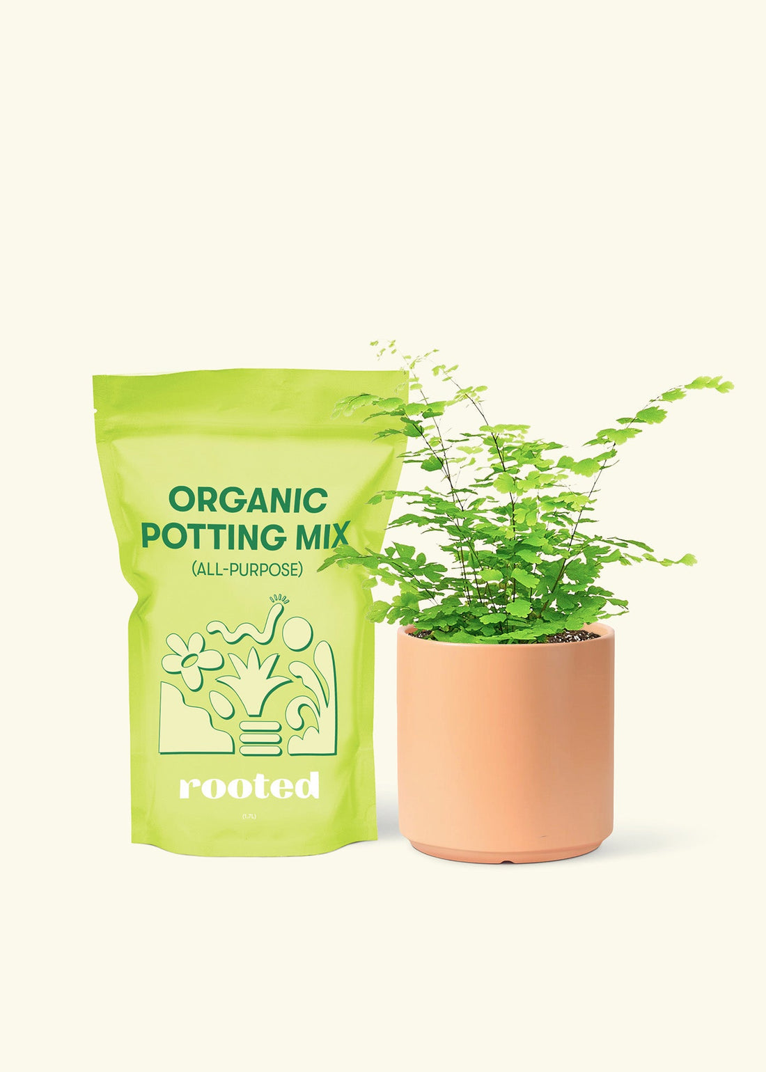 Small Maidenhair Fern (Adiantum aethiopicum) in a peach cylinder pot and a bag of soil.