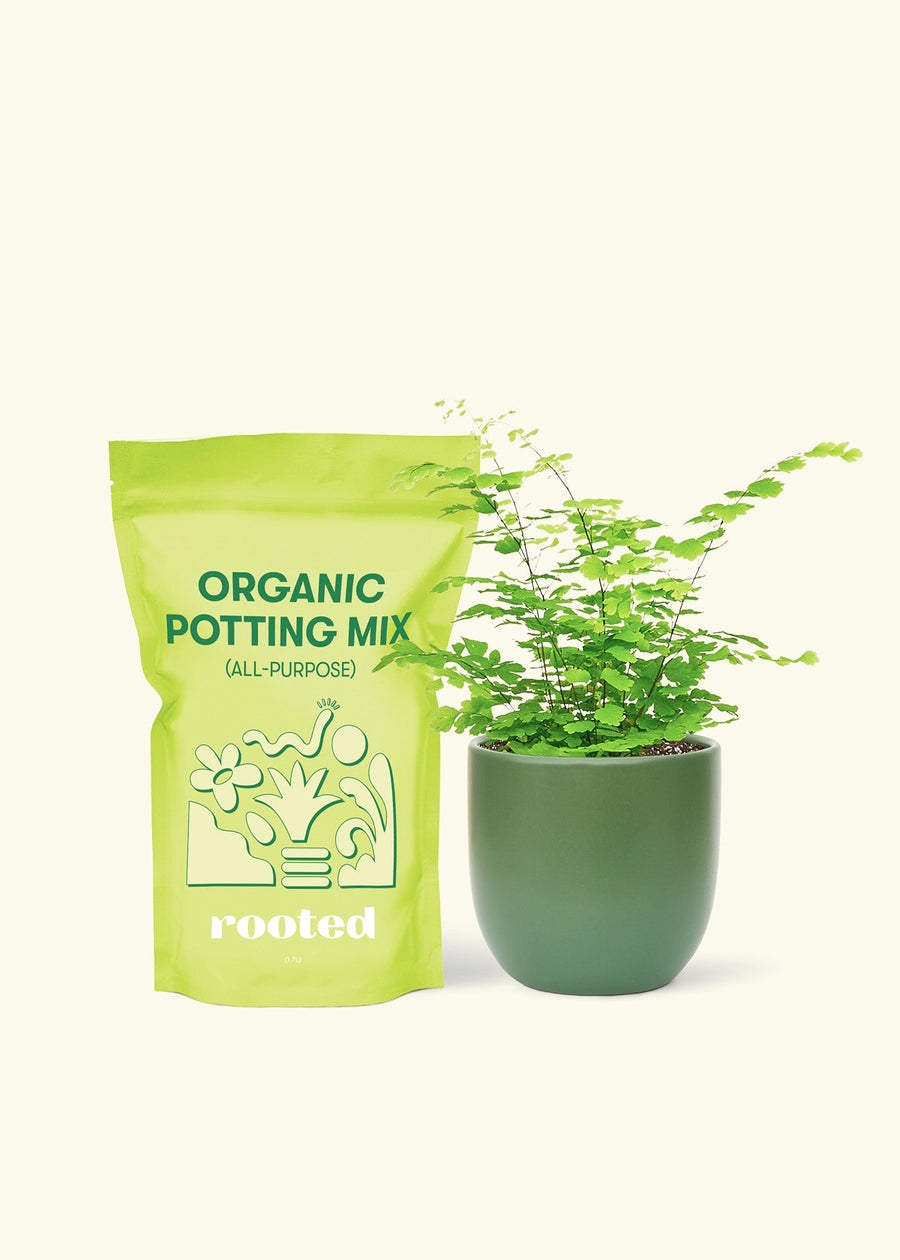 Small Maidenhair Fern (Adiantum aethiopicum) in a green rounded pot and a bag of soil.