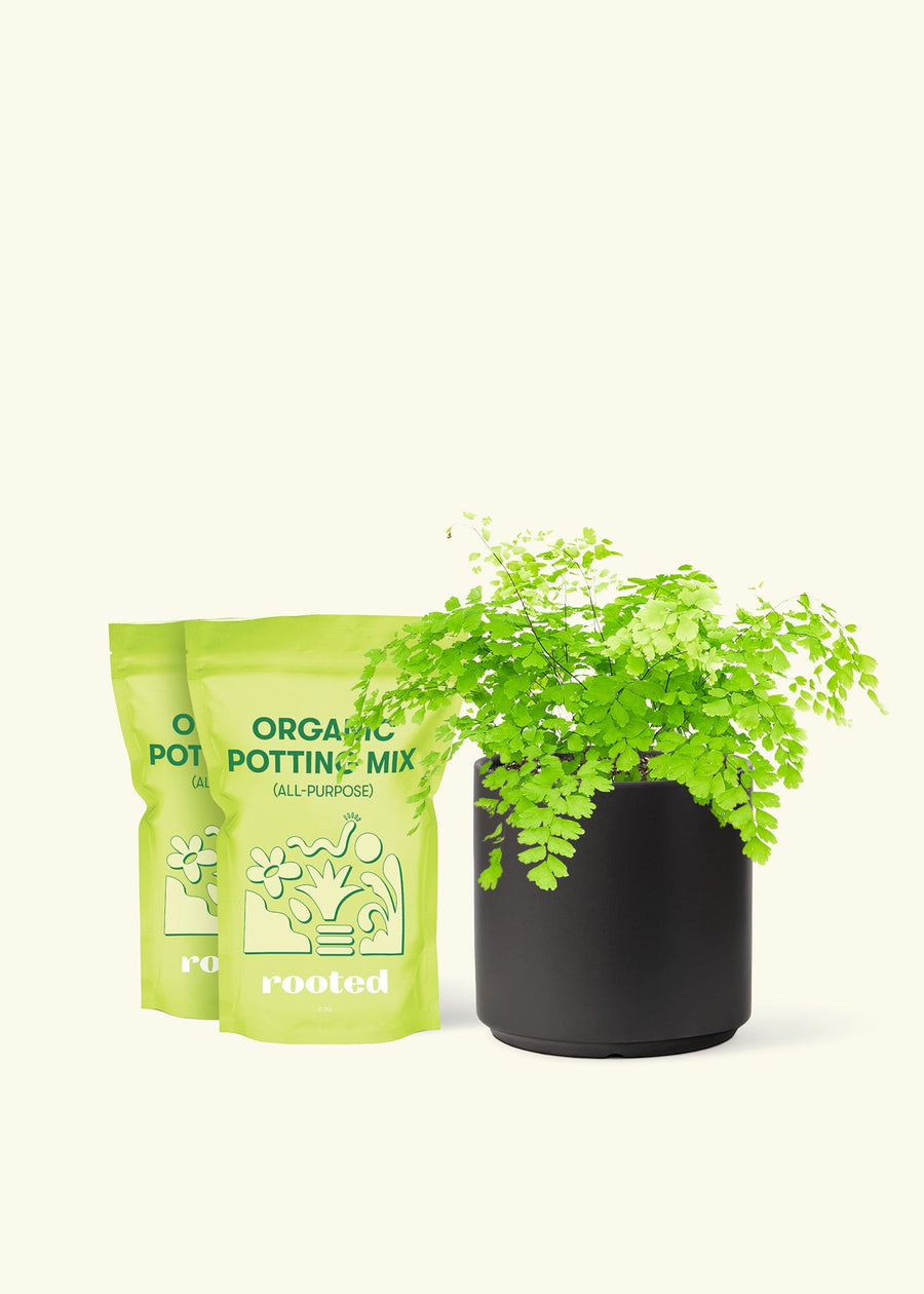 Medium Maidenhair Fern (Adiantum aethiopicum) in a black cylinder pot and two bags of soil.