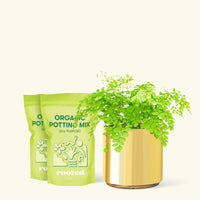 Medium Maidenhair Fern (Adiantum aethiopicum) in a gold cylinder pot and two bags of soil.