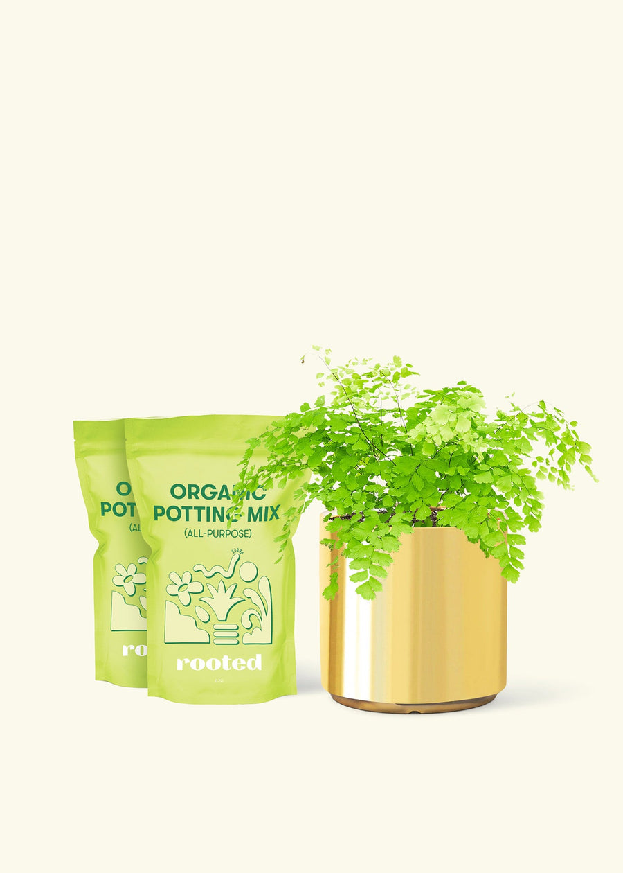 Medium Maidenhair Fern (Adiantum aethiopicum) in a gold cylinder pot and two bags of soil.