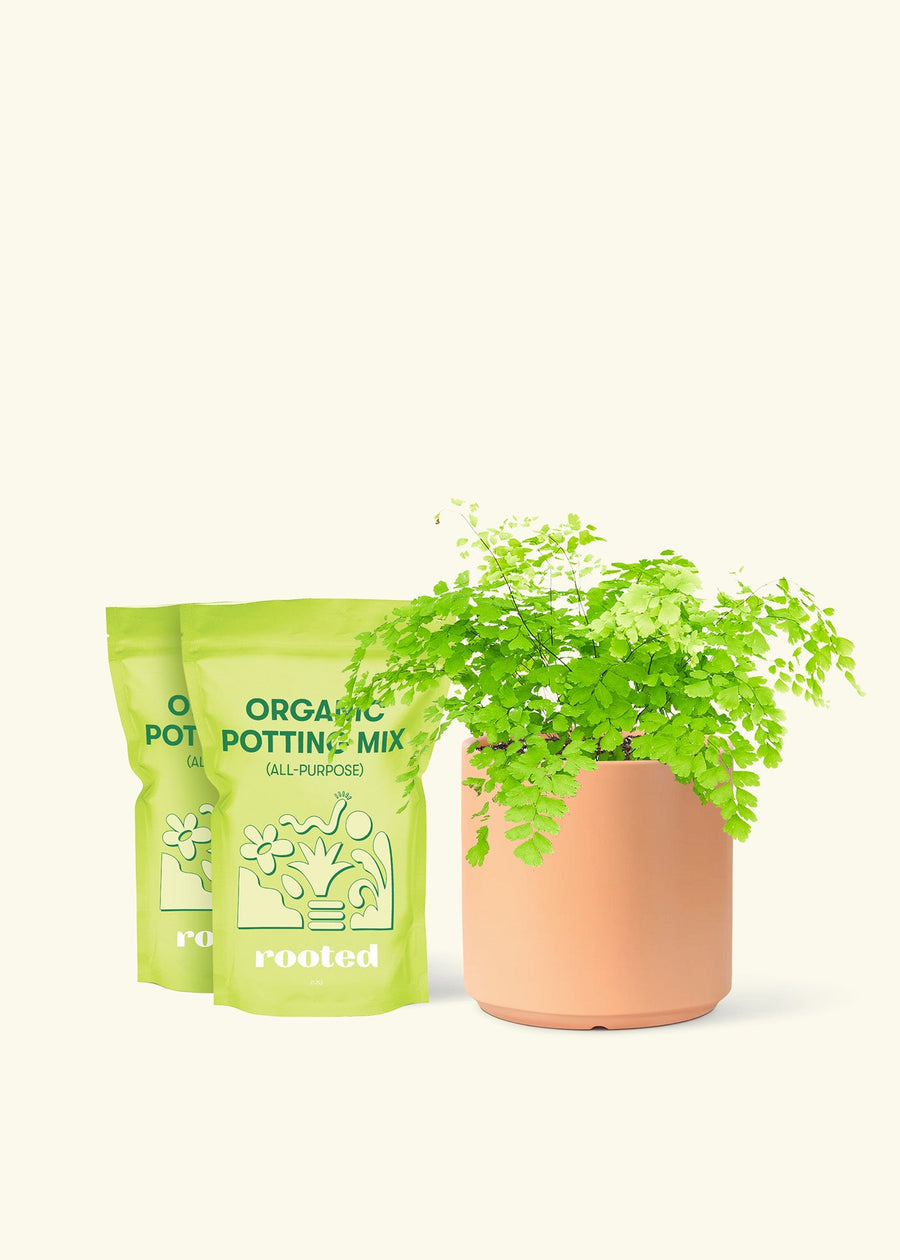 Medium Maidenhair Fern (Adiantum aethiopicum) in a peach cylinder pot and two bags of soil.