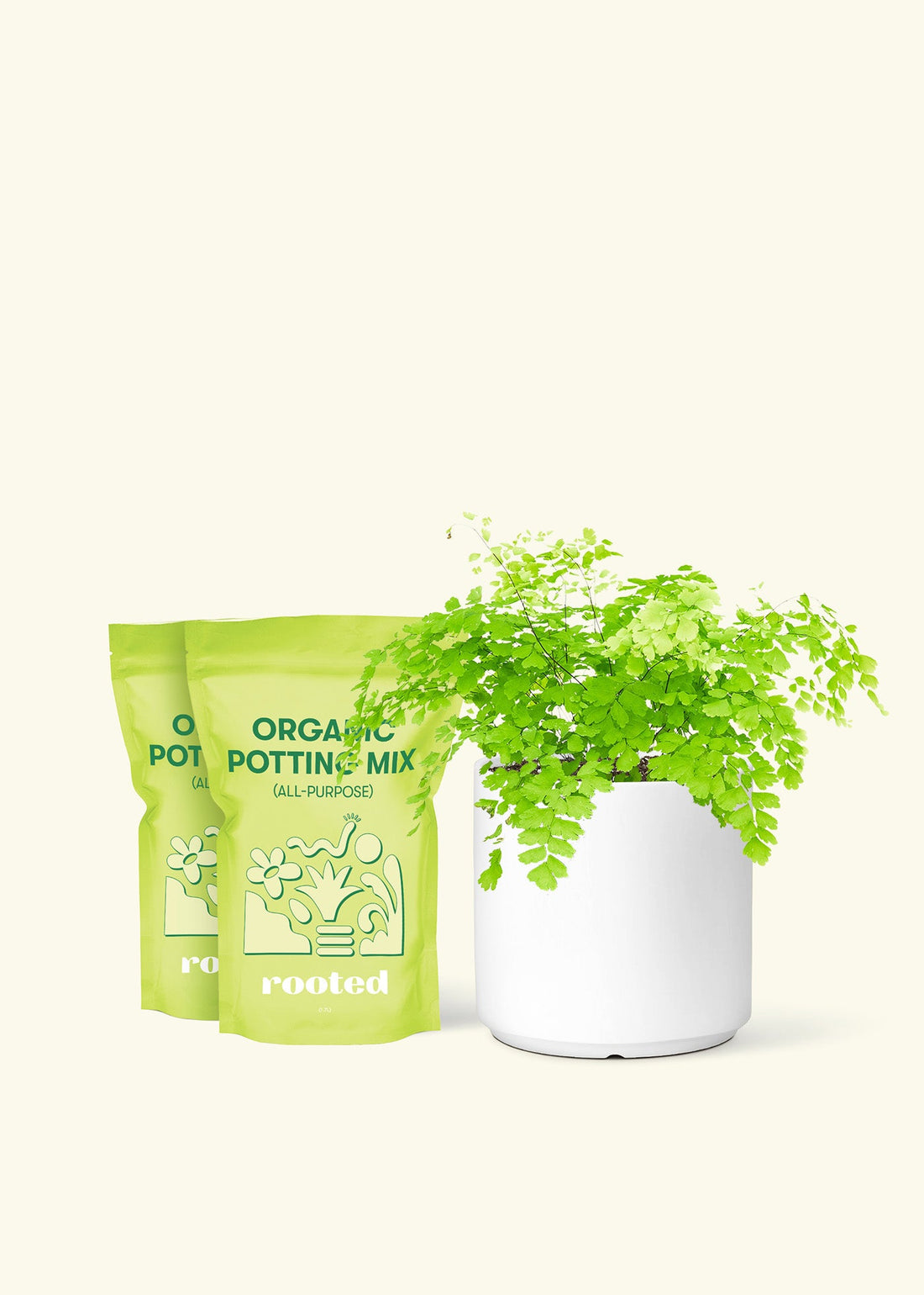 Medium Maidenhair Fern (Adiantum aethiopicum) in a white cylinder pot and two bags of soil.