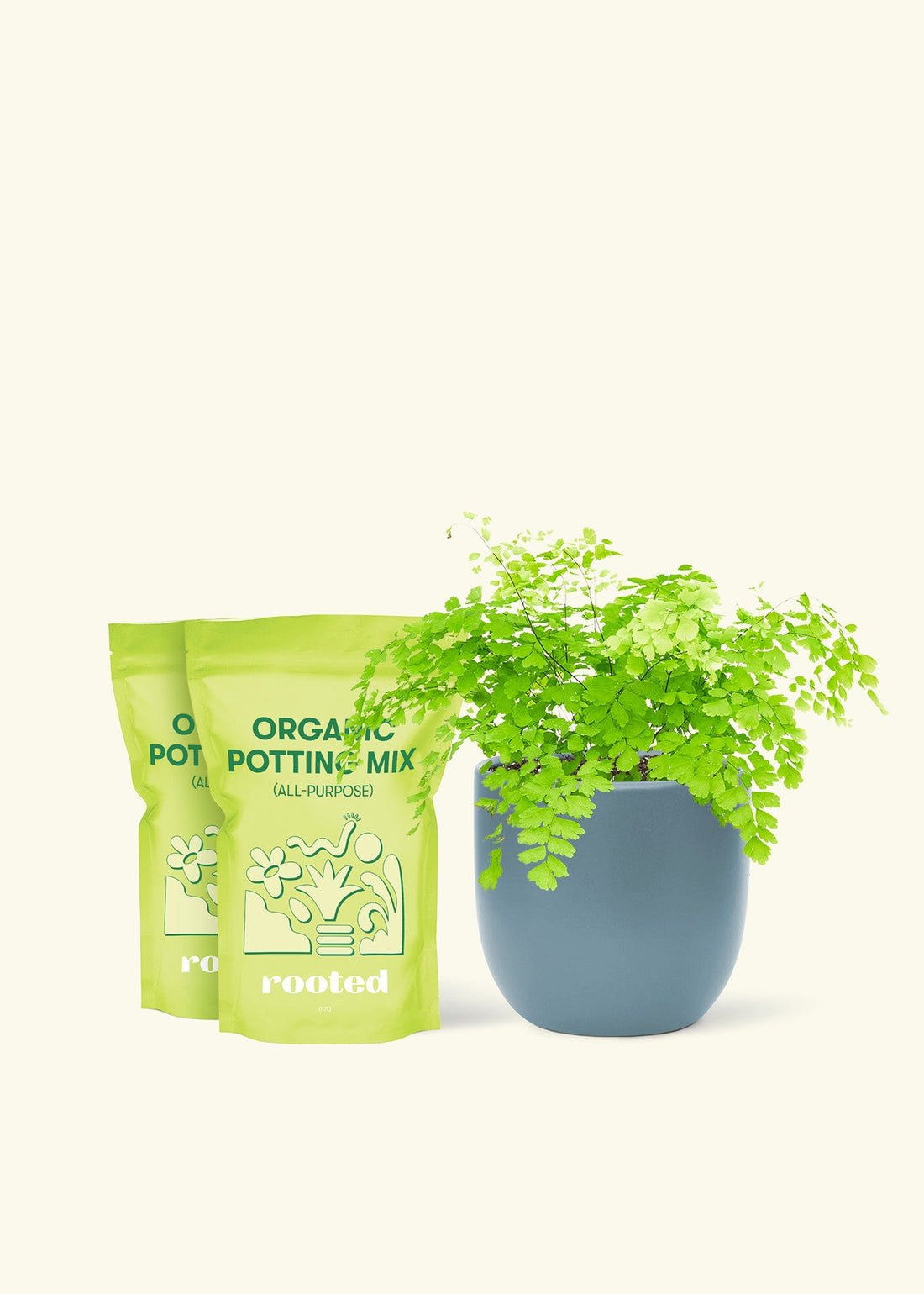 Medium Maidenhair Fern (Adiantum aethiopicum) in a indigo rounded pot and two bags of soil.