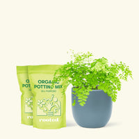 Medium Maidenhair Fern (Adiantum aethiopicum) in a indigo rounded pot and two bags of soil.