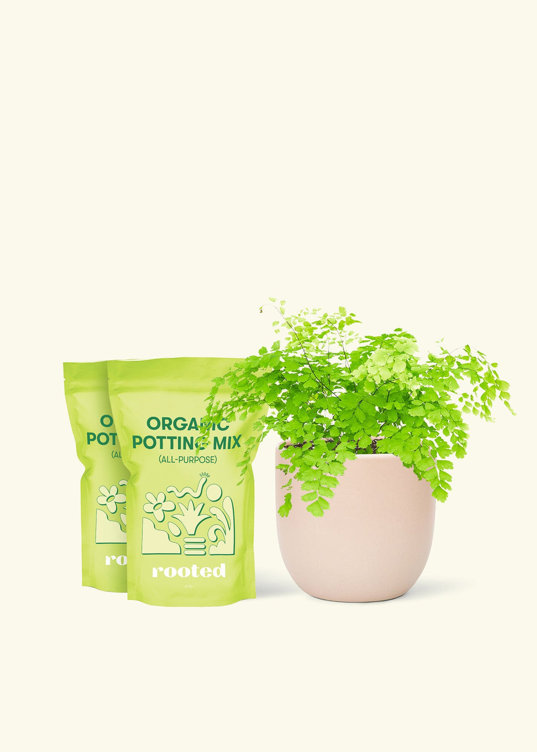 Medium Maidenhair Fern (Adiantum aethiopicum) in a pink rounded pot and two bags of soil.