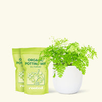 Medium Maidenhair Fern (Adiantum aethiopicum) in a white rounded pot and two bags of soil.