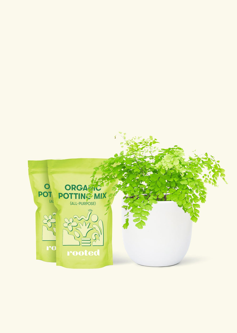 Medium Maidenhair Fern (Adiantum aethiopicum) in a white rounded pot and two bags of soil.