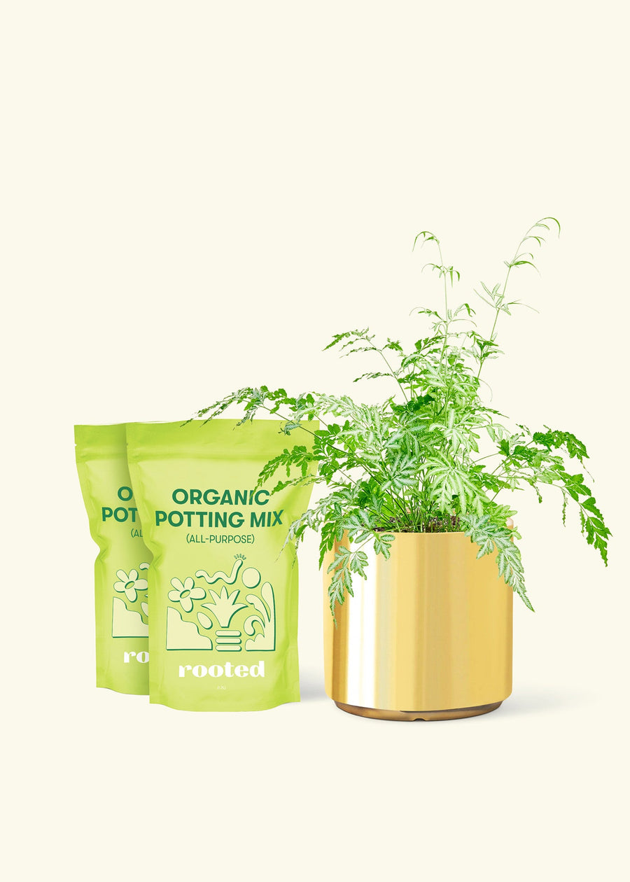 Medium Silver Lace Fern (Pteris ensiformis) in a gold cylinder pot and two bag of soil.