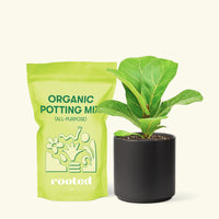 Small Fiddle Leaf Fig (Ficus lyrata) in a black cylinder pot and a bag of soil.