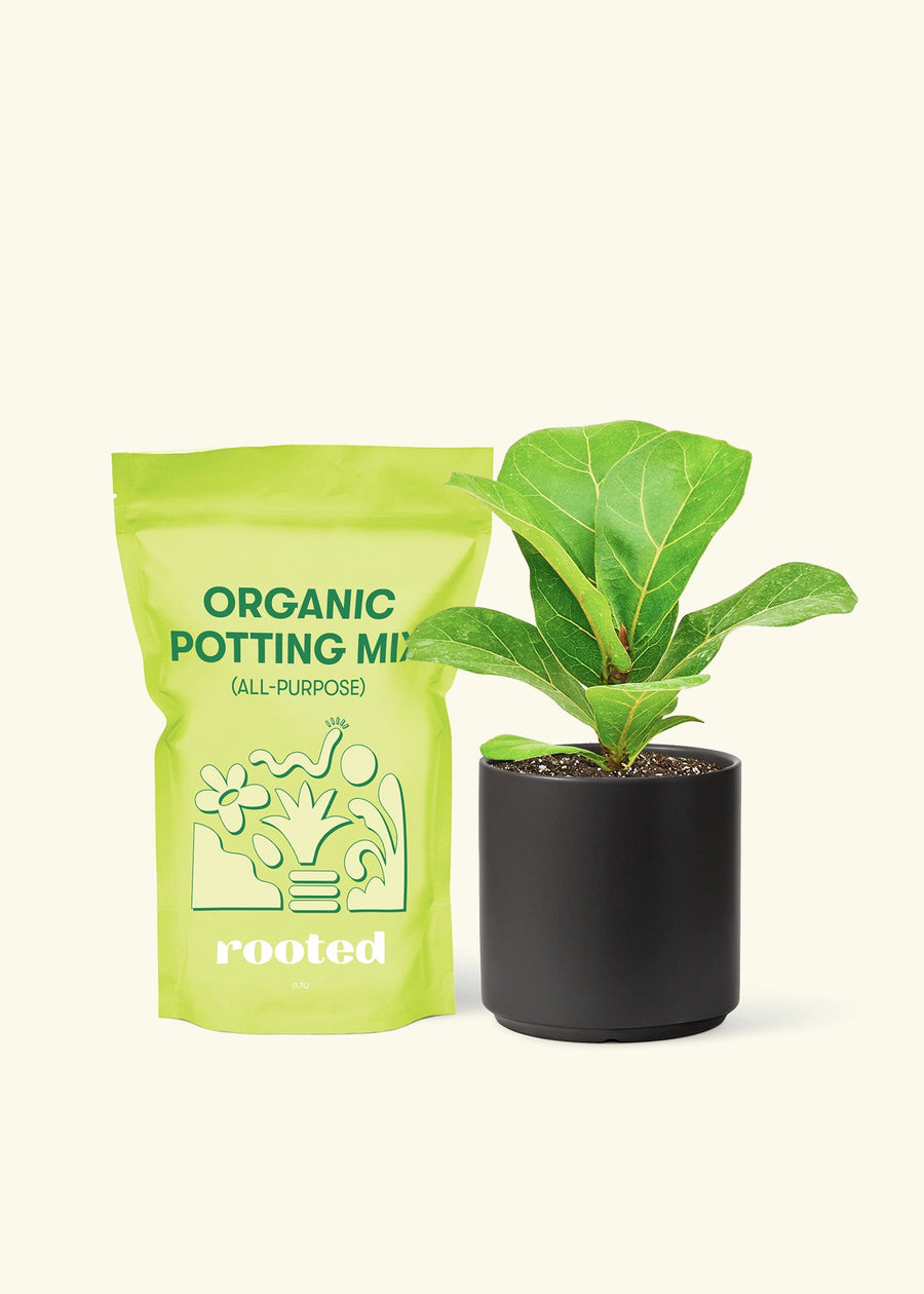 Small Fiddle Leaf Fig (Ficus lyrata) in a black cylinder pot and a bag of soil.