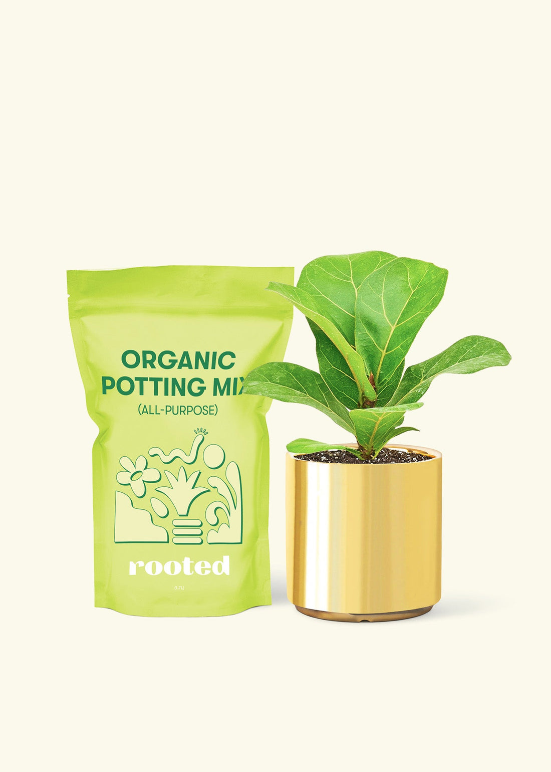 Small Fiddle Leaf Fig (Ficus lyrata) in a gold cylinder pot and a bag of soil.